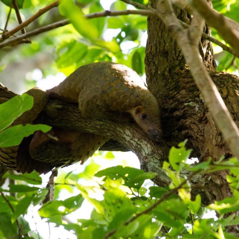 Tê tê cực kỳ nguy cấp trong Sách đỏ IUCN: Vì sao bị buôn bán trái phép?  - Ảnh 1.