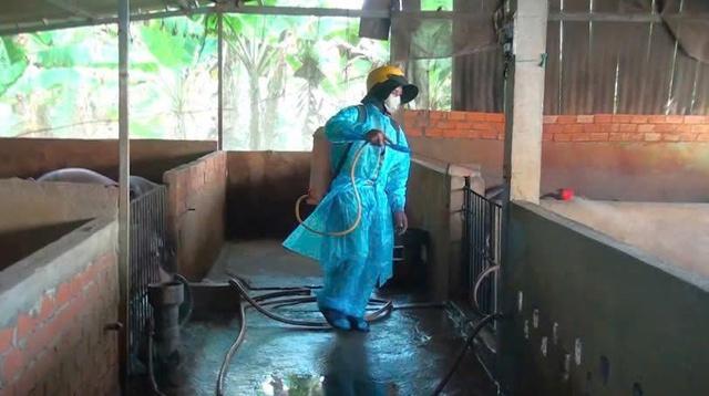 Tây Ninh: Xuất hiện thêm 7 ổ dịch tả heo, gần 1.500 con bị tiêu hủy- Ảnh 2.