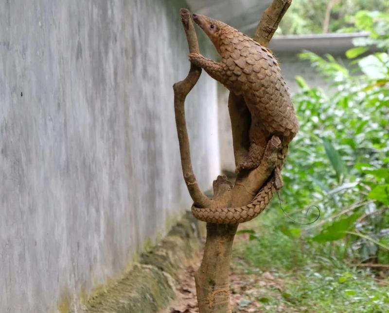 Tê tê cực kỳ nguy cấp trong Sách đỏ IUCN: Vì sao bị buôn bán trái phép?  - Ảnh 3.