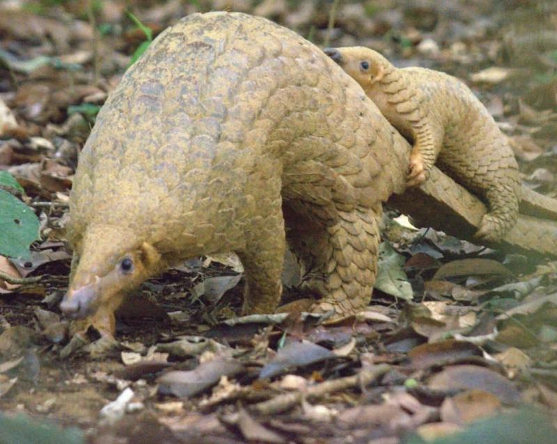 Tê tê cực kỳ nguy cấp trong Sách đỏ IUCN: Vì sao bị buôn bán trái phép?  - Ảnh 2.