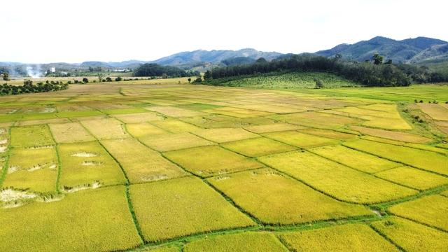 Cánh đồng lúa đẹp như tranh vẽ tại Đồng Nai- Ảnh 2.