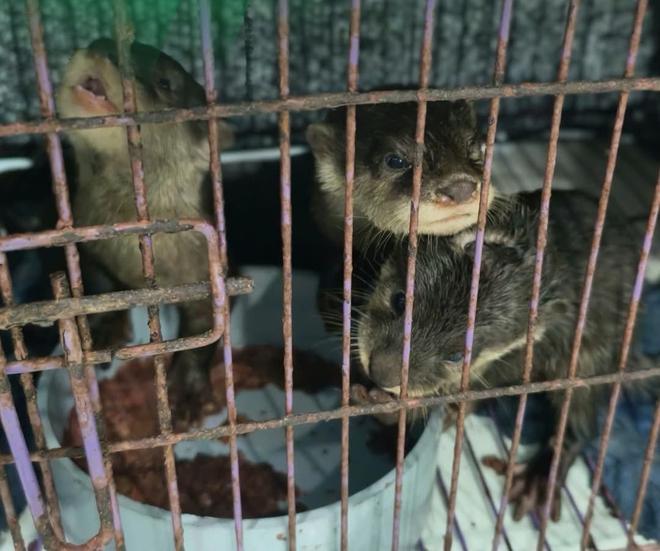 Rái cá loài dễ bị tổn thương trong Sách đỏ: Người dân nhận nuôi bằng cách nào? - Ảnh 6.