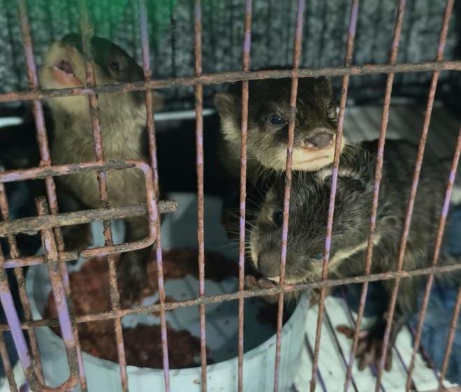Rái cá loài dễ bị tổn thương trong Sách đỏ: Người dân nhận nuôi bằng cách nào? - Ảnh 7.
