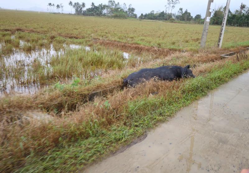Cả cánh đồng bốc mùi sau lũ dữ: Người Hòa Thịnh lo nguồn nước ô nhiễm - Ảnh 3.