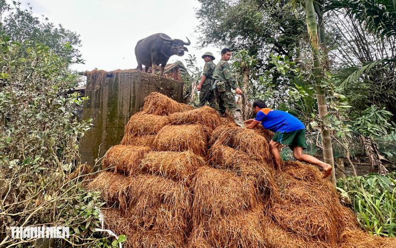 Con trâu đứng trên mái nhà ở rốn lũ: Được bộ đội giải cứu, đoàn tụ với chủ- Ảnh 3.