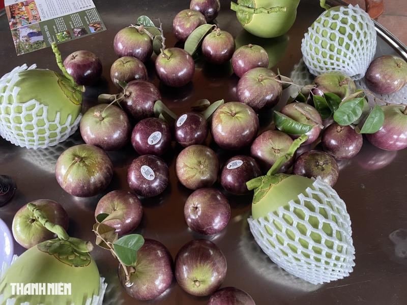 Kỹ sư thủy sản trồng thành công vườn vú sữa có thể ăn được cả vỏ- Ảnh 3.