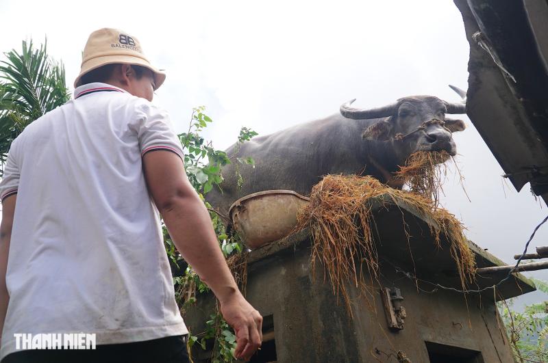 Trâu mắc kẹt trên mái nhà 5 ngày giữa rốn lũ hòa Thịnh , Đắk Lắk - Ảnh 12.