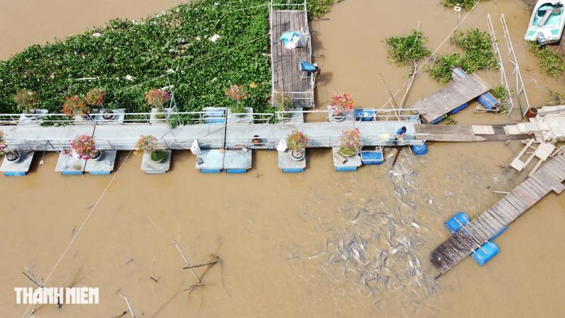 Đàn cá lạ mang chấm trắng trên đầu, được người dân bảo vệ như báu vật - Ảnh 2.