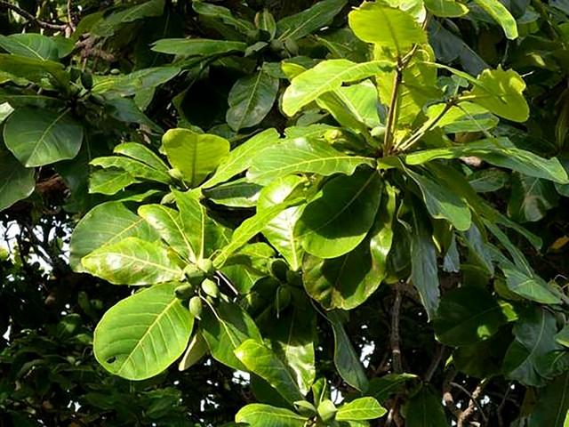 Bật mí thành phần ‘dịu nhẹ, lành tính’ mà chăm sóc da mụn hiệu quả trong Trioderma- Ảnh 4.