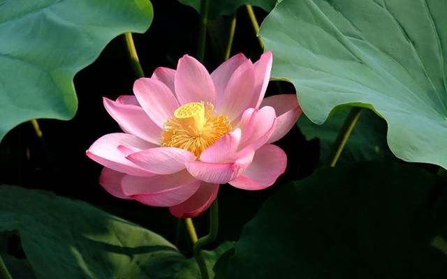 Bật mí thành phần ‘dịu nhẹ, lành tính’ mà chăm sóc da mụn hiệu quả trong Trioderma- Ảnh 7.
