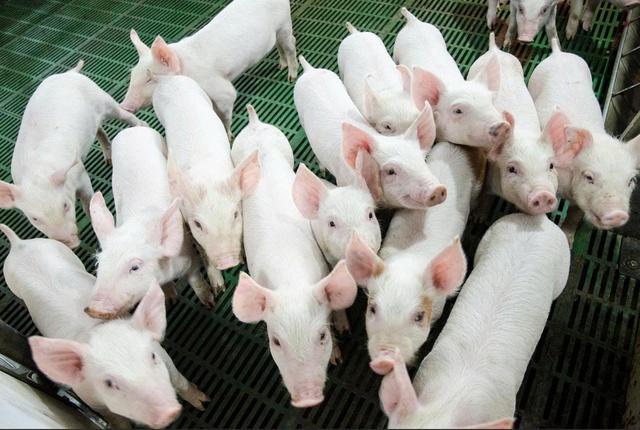 Nông nghiệp Hòa Phát lần đầu chào bán 30 triệu cổ phiếu ra công chúng- Ảnh 1.