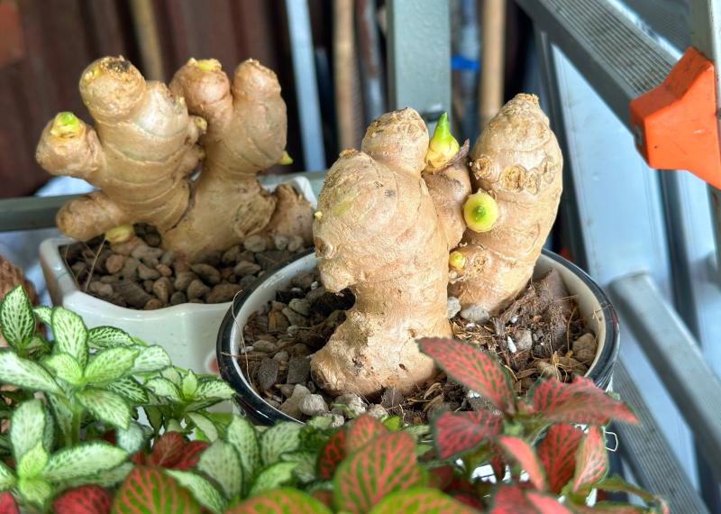 Độc lạ trồng... bonsai gừng bất ngờ thành 'trend', vườn kiểng ở TP.HCM bán đắt hàng - Ảnh 2.