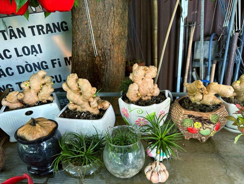 Độc lạ trồng... bonsai gừng bất ngờ thành 'trend', vườn kiểng ở TP.HCM bán đắt hàng - Ảnh 3.
