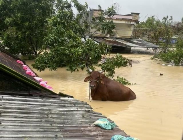 Bò mắc kẹt trên mái nhà trong lũ: Chủ nhà lo sập nhưng áy náy khi nghĩ lại - Ảnh 1.