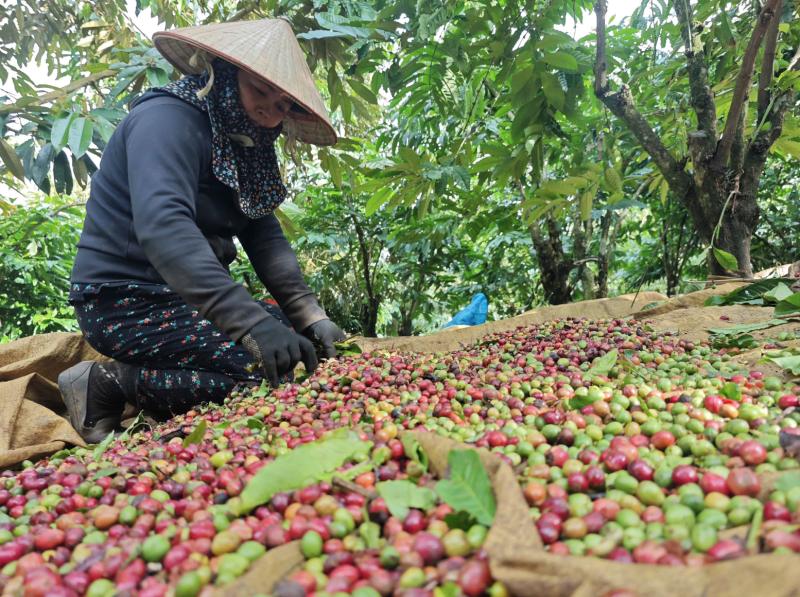 Nông sản xuất khẩu 'khổ' vì thuế- Ảnh 1.