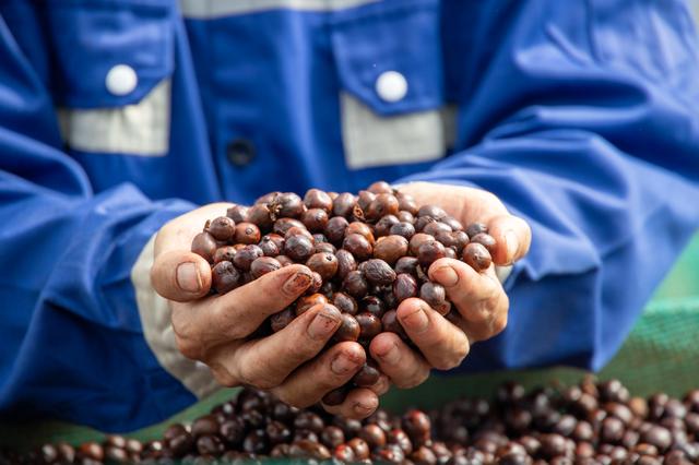 Sắp diễn ra lễ hội di sản cà phê toàn cầu lần đầu tiên tại Lâm Đồng - Ảnh 2.