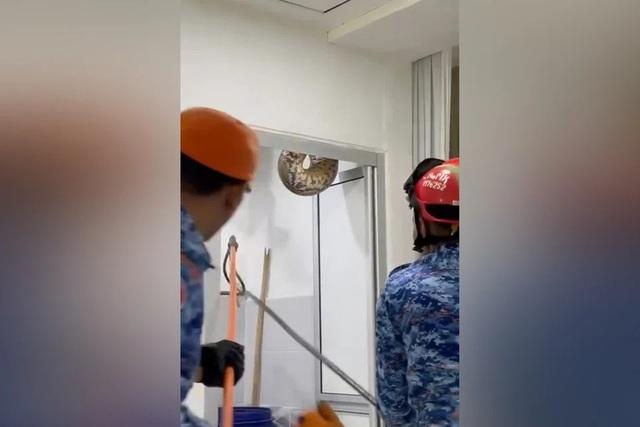 Kinh hãi khi phát hiện con trăn 60 kg từ trần nhà tắm - Ảnh 1.
