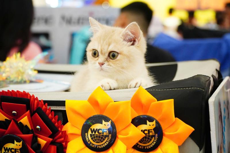 Độc lạ 'mèo xấu nhất thế giới' tham gia hoa hậu mèo đẹp - Ảnh 6.