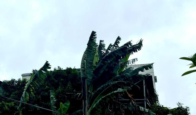  - Ảnh 4.