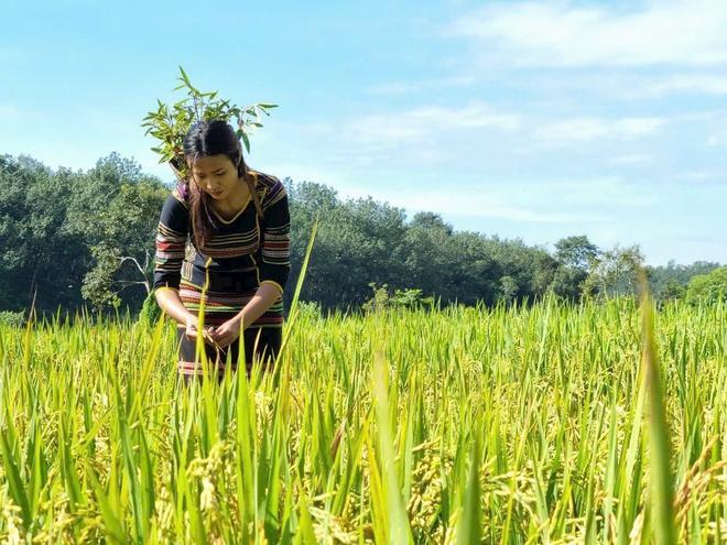 Cánh đồng lúa đẹp như tranh vẽ tại Đồng Nai- Ảnh 11.