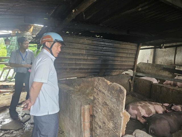 TP.HCM: Hộ dân nuôi heo giữa khu dân cư phường Tam Thắng xả thải ra môi trường- Ảnh 3.