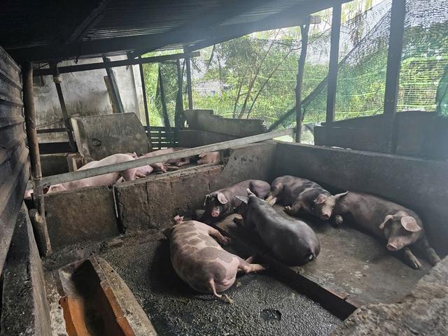 TP.HCM: Hộ dân nuôi heo giữa khu dân cư phường Tam Thắng xả thải ra môi trường- Ảnh 1.