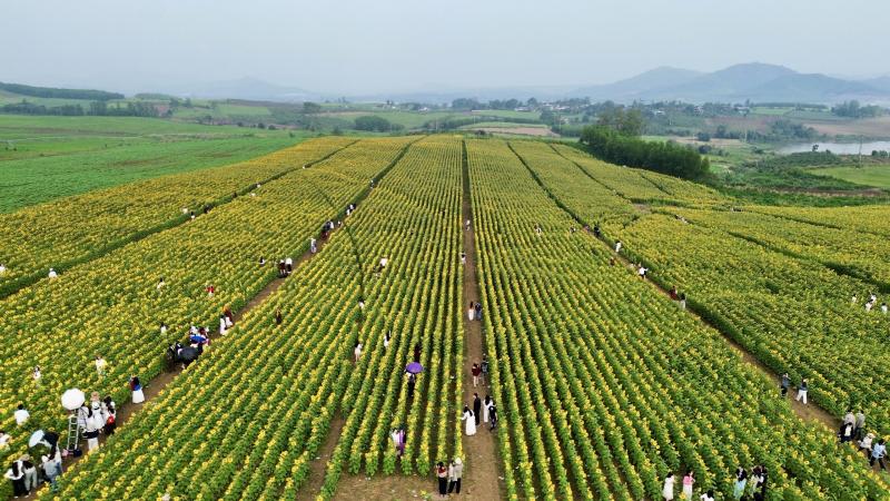 - Ảnh 1. Chụp một tấm ảnh mất cả tiếng: Cánh đồng hoa hướng dương ở Nghệ An có gì? - Ảnh 1.