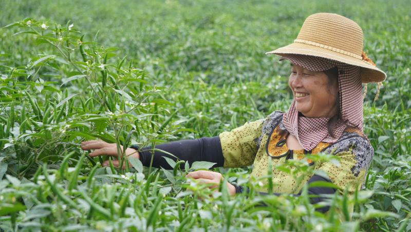 Giá ớt lập kỷ lục , nông dân thanh hóa trăn trở về bảo vệ mùa vụ - Ảnh 1.