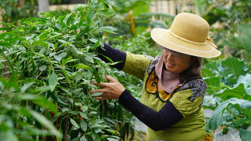 Giá ớt lập kỷ lục , nông dân thanh hóa trăn trở về bảo vệ mùa vụ - Ảnh 3.