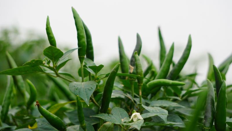 Giá ớt lập kỷ lục , nông dân thanh hóa trăn trở về bảo vệ mùa vụ - Ảnh 2.