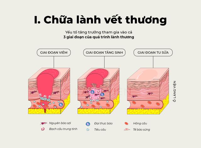 Cơ chế SHA Polymer: Bước tiến trong khoa học tái tạo mô - Ảnh 2.