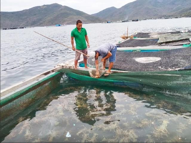 Khánh Hòa đẩy mạnh nuôi biển công nghệ cao- Ảnh 2.
