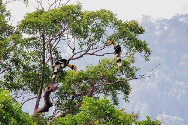 Chim hồng hoàng chung thủy sống một vợ một chồng sắp nguy cấp trong Sách đỏ - Ảnh 6.