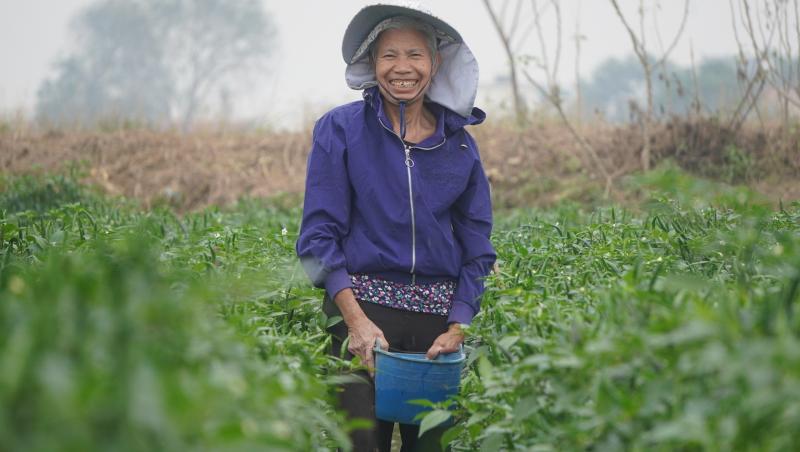 Giá ớt lập kỷ lục , nông dân thanh hóa trăn trở về bảo vệ mùa vụ - Ảnh 4.