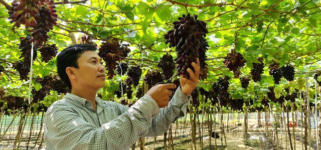Khánh Hòa: Đánh thức 'viên ngọc' kinh tế biển và nông nghiệp công nghệ cao- Ảnh 3.