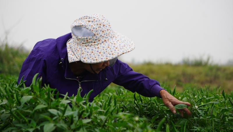 Giá ớt lập kỷ lục , nông dân thanh hóa trăn trở về bảo vệ mùa vụ - Ảnh 5.