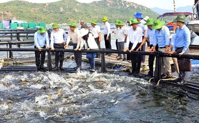 Khánh Hòa đẩy mạnh nuôi biển công nghệ cao- Ảnh 4.