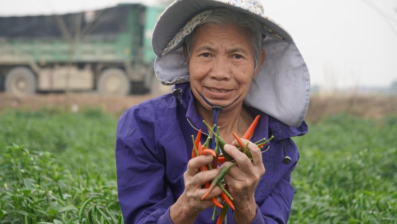 Giá ớt lập kỷ lục , nông dân thanh hóa trăn trở về bảo vệ mùa vụ - Ảnh 9.