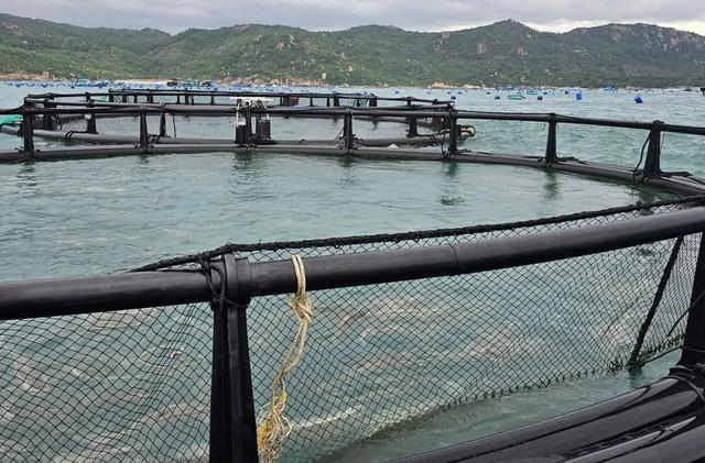 Khánh Hòa đẩy mạnh nuôi biển công nghệ cao- Ảnh 5.