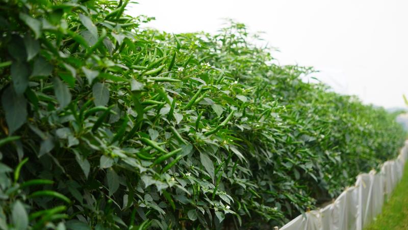 Giá ớt lập kỷ lục , nông dân thanh hóa trăn trở về bảo vệ mùa vụ - Ảnh 6.