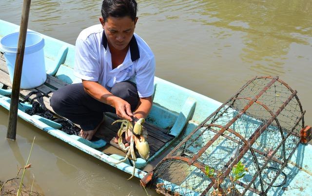 Cà Mau phát triển vùng nguyên liệu cua biển xuất khẩu sang Trung Quốc- Ảnh 1.