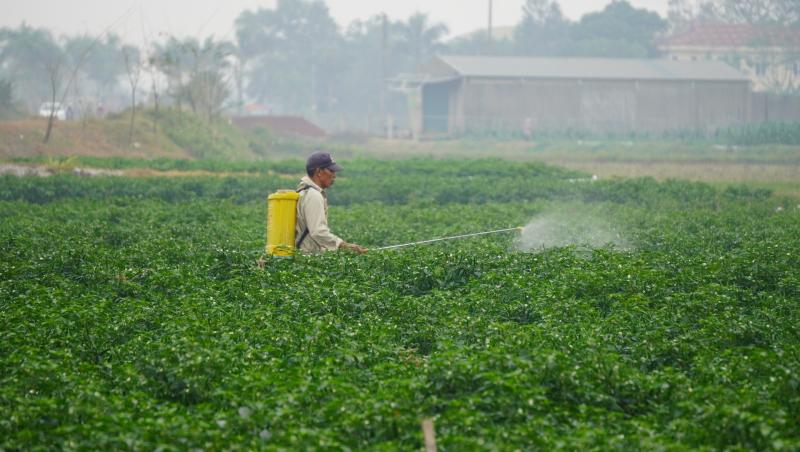 Giá ớt lập kỷ lục , nông dân thanh hóa trăn trở về bảo vệ mùa vụ - Ảnh 8.