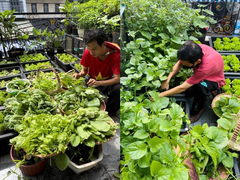 Vườn rau sân thượng xanh mướt ở TP . HCM của anh Hùng với Bí quyết từ bã đậu nành và cá - Ảnh 4.