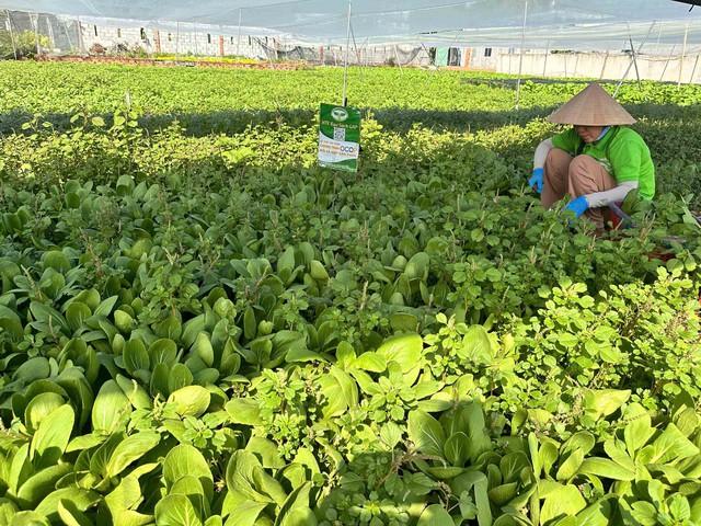 Triết lý làm nông tử tế trong phong trào thi đua yêu nước tại TP . HCM - Ảnh 2.