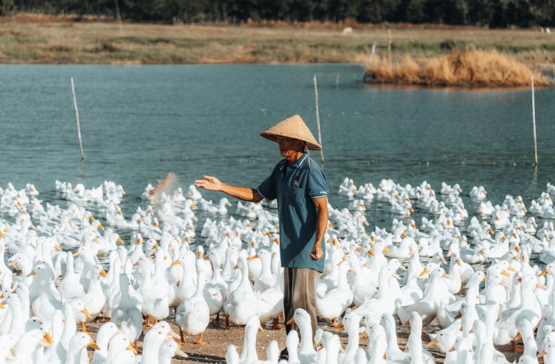 Dưới chân núi Bà Đen: Chuyện bầy vịt đồng trắng như tuyết  'bao vây' chủ gây sốt  - Ảnh 4.