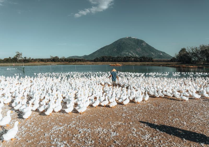 Dưới chân núi Bà Đen: Chuyện bầy vịt đồng trắng như tuyết  'bao vây' chủ gây sốt  - Ảnh 9.