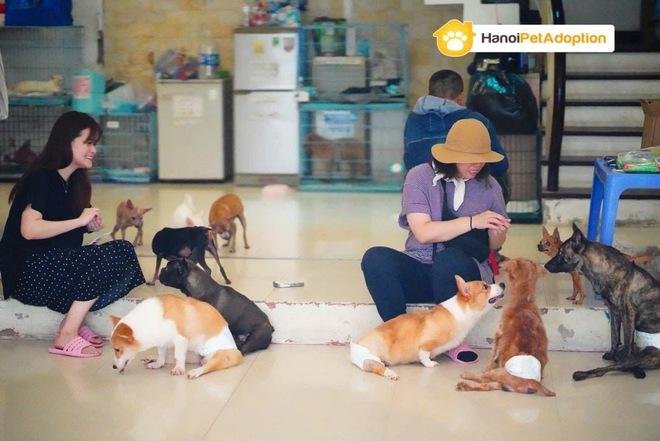 Chim Cú lợn Cú Đá hồi sinh kỳ diệu Sau khi bị Đá ra bãi rác - Ảnh 4.