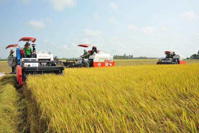 Gạo Việt từ ngon nhất đến 'xanh' nhất thế giới- Ảnh 2.