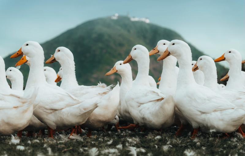 Dưới chân núi Bà Đen: Chuyện bầy vịt đồng trắng như tuyết  'bao vây' chủ gây sốt  - Ảnh 10.