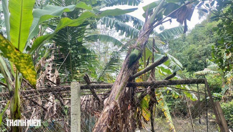 Kỳ lạ cây chuối trổ buồng ngang hông, chủ vườn chờ ngày được ăn thử - Ảnh 1.